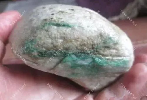 Hoa thông dạng dải ruy băng trên bề mặt đá thô