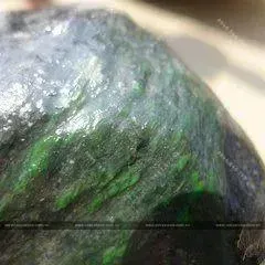 Hoa thông dạng sợi phân tán trên vỏ đá