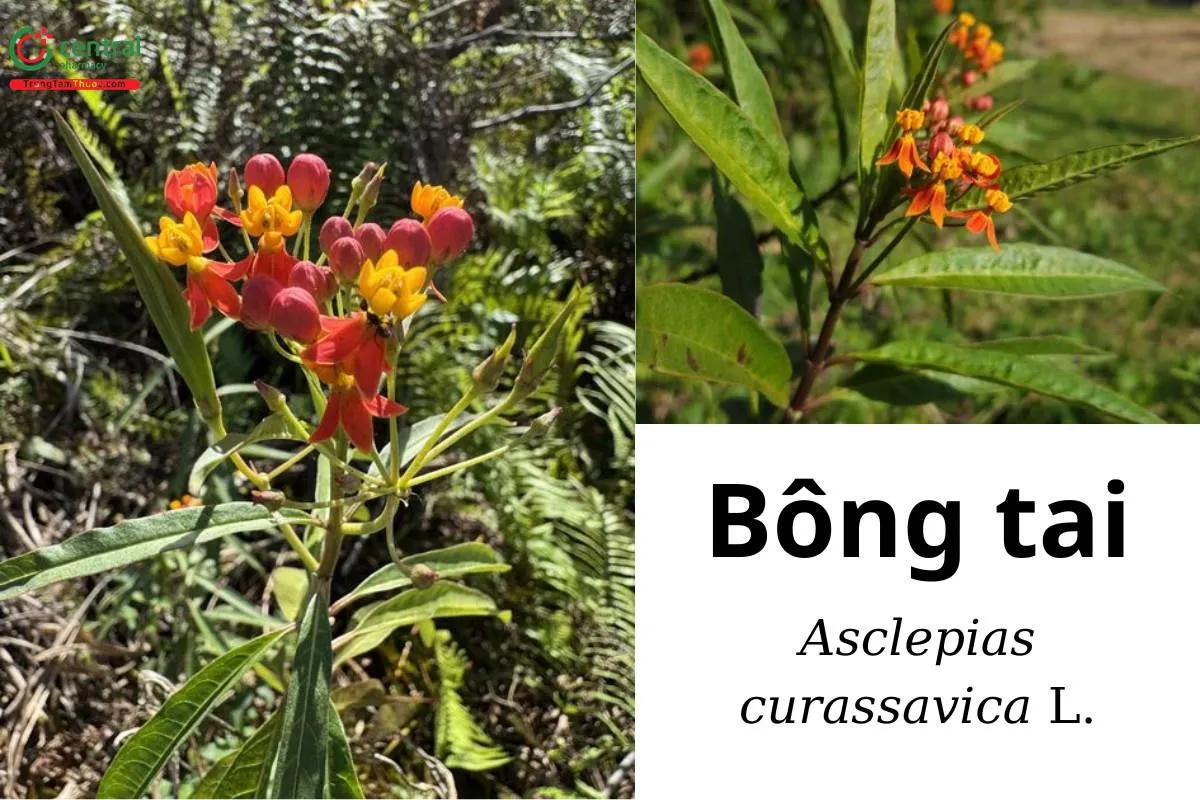 Cụm hoa bông tai với màu đỏ tươi đặc trưng và phần trảng phấn màu vàng nổi bật