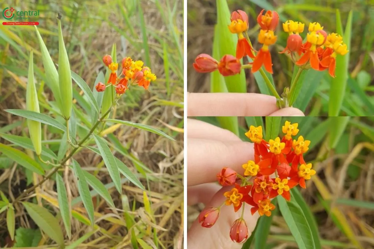 Thân cây bông tai với lá mọc đối và nhựa mủ trắng đặc trưng