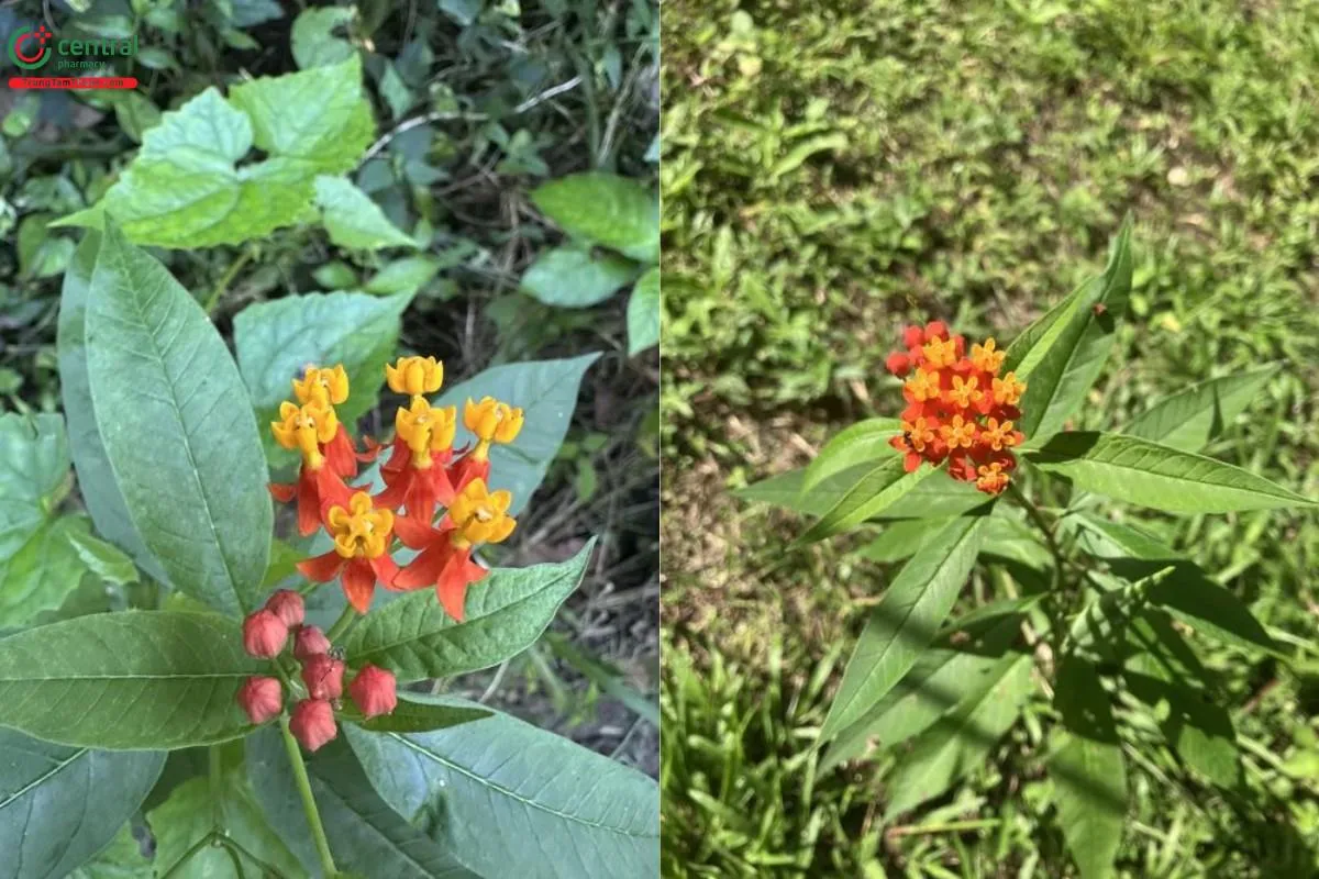 Quả bông tai đang chín với hạt mang chùm lông trắng