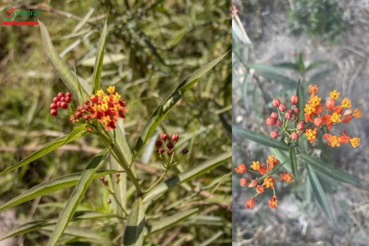 Lá bông tai với hình dạng mác đặc trưng