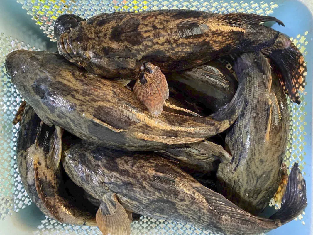 Cá bống tượng chứa nhiều dưỡng chất có lợi cho sức khỏe