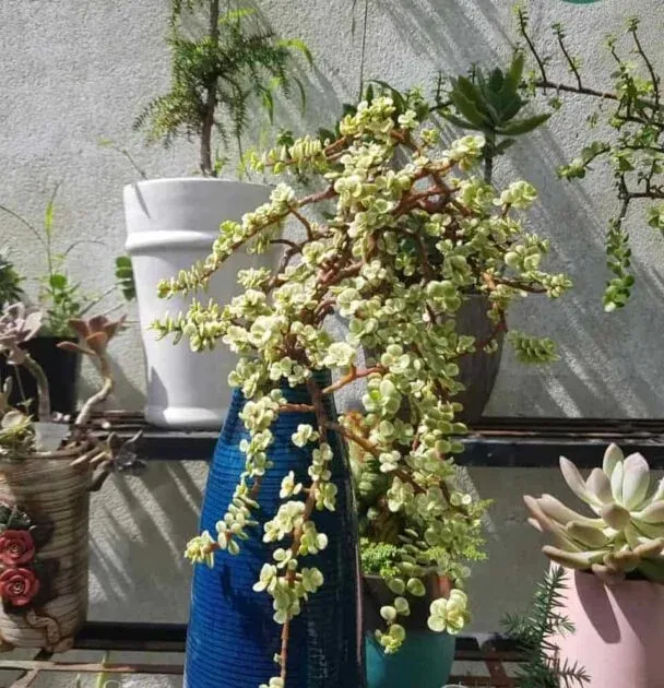 Sen đá kim cương với lớp phấn trắng lấp lánh dưới ánh nắng