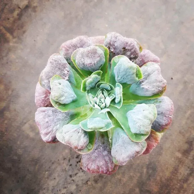 Bộ sưu tập sen đá đột biến với các màu sắc rực rỡ từ xanh đến đỏ tím