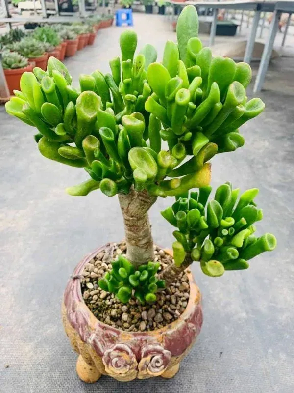Sen đá cổ thụ Aeonium với thân gỗ uốn cong và lá xếp tầng như bông hồng