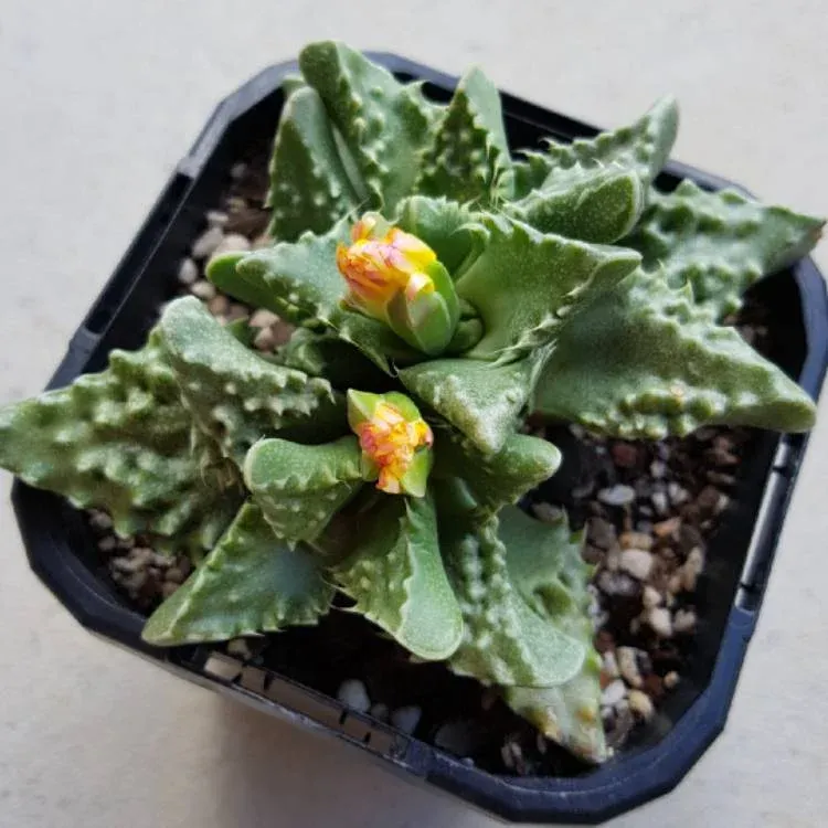 Sen đá hàm cá sấu với nốt sần trắng trên đầu lá